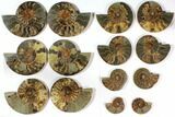 Lot: to Cut Ammonite Fossil Pairs - Pairs #117039-5